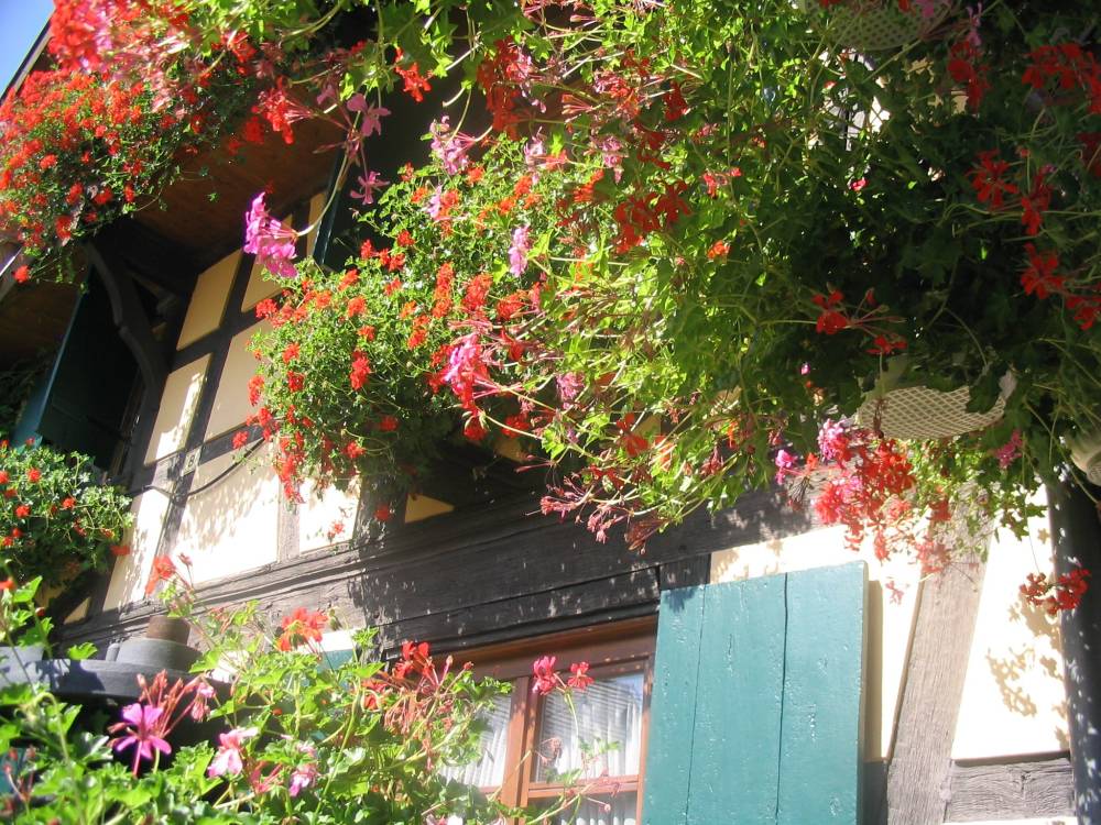 Cour et jardin-12